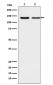 Anti-Exportin 5 Rabbit Monoclonal Antibody
